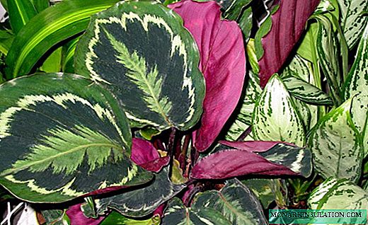 Calathea - helder tropiese groen en ongelooflike blomme