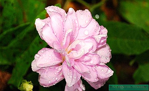 Calistegia - jilid anu dibeungkeut sareng kembang mawar hipu