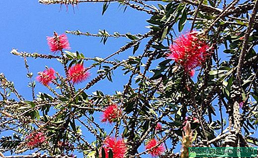 Callistemon - grm upečatljive arome i živopisnih cvetova
