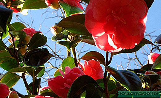 Камелија - цветни чајни грмушки