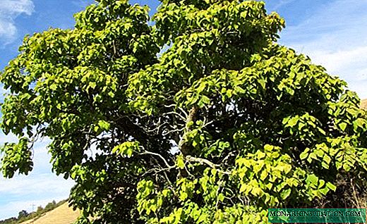 Catalpa - 'n boom met groot en digte blare