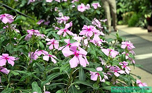Catharanthus - florentem virgulta nata solertia