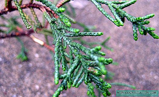 Cypress - wamphamvu wobiriwira wazaka zonse