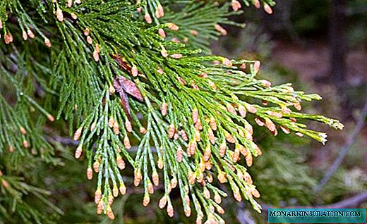 Cypress - itace mai ƙanshi a cikin lambu da a gida