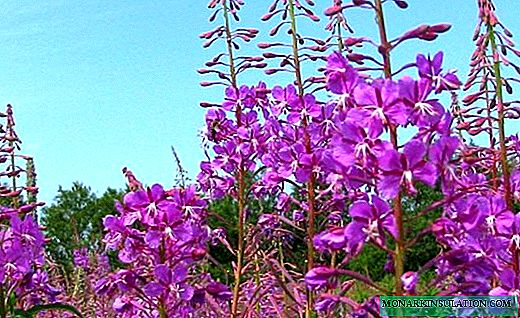 Lule zjarri - një barishte medicinale me një aromë të mrekullueshme