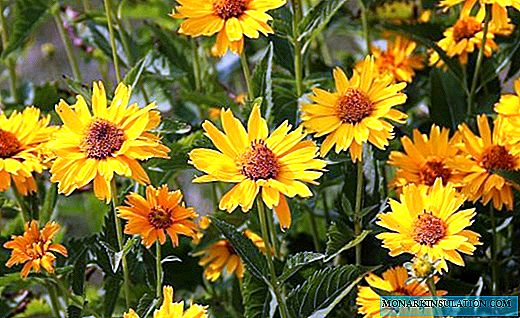 Ama-coreopsis - ama-sunflower anemibala eyahlukahlukene