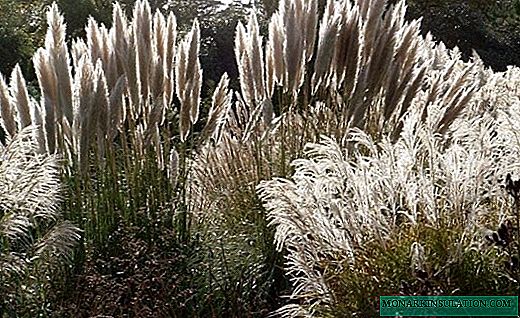 Cortaderia - frondosas panículas de pampa de herba