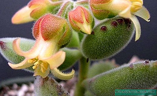 Cotyledon - succulent mekar karo godhong hiasan