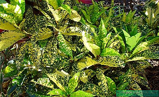 Croton - euphorbia anu geulis kalayan daun anu terang