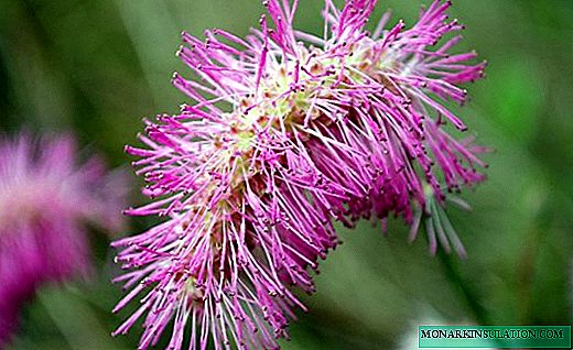 Цуст Chowder - сайхан цэцэг, эдгээх үндэс