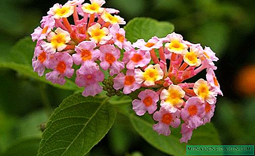Lantana - արևոտ և փոփոխվող ծաղիկ