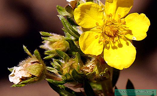 Bloodroot - лековита билка со нежни цвеќиња