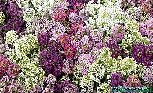 Lobularia - kolora floranta nubo