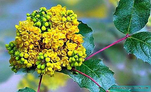 Holly Magonia - prekrasan grm s ljekovitim bobicama