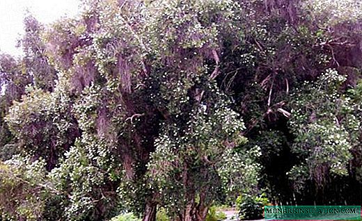 მელალეუკა - ჩაის ხე და სურნელოვანი მკურნალი