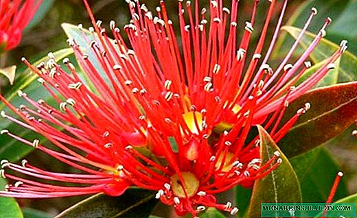 Метросидерос - прекрасен цвеќиња со нежна арома