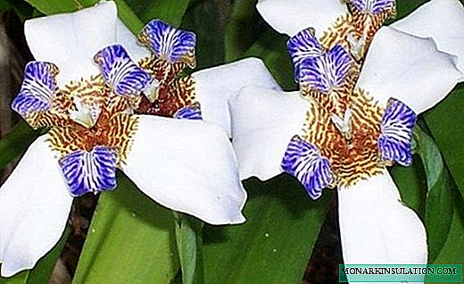 நியோமரிகா - மென்மையான மலர்களுடன் வீட்டு கருவிழி