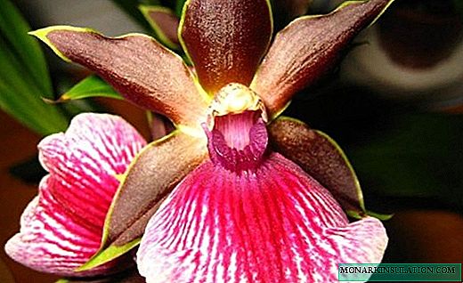 Обилно цветни орхидеја на зигопеталум