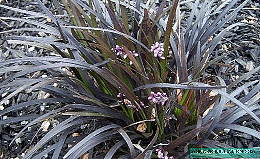 Ophiopogon - აყვავებულ ბუჩქი ბაღისა და სახლისთვის