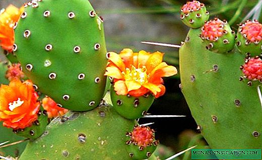 Stekelrige peer - 'n nuttige kaktus vir huis en tuin