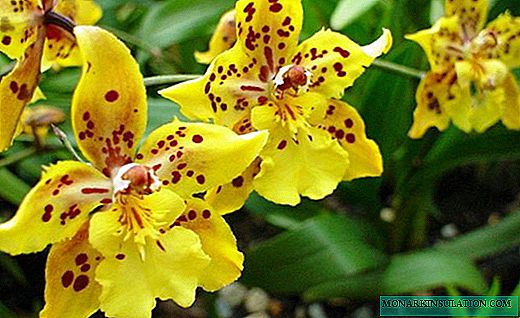 Miltonia Orkidea - Edertasun ugariko edertasuna