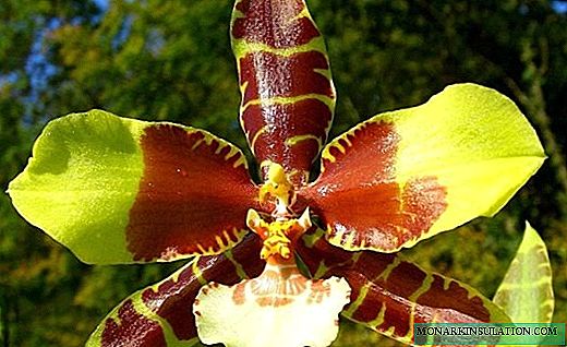 Odontoglossum orchid - he ataahua onge, he nui te tipu korikori ana