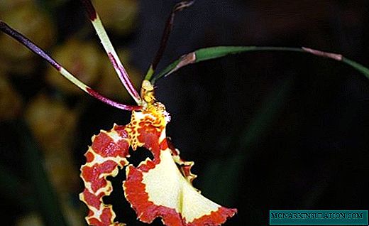 Orchid psihopsis - куштун көпөлөктөр