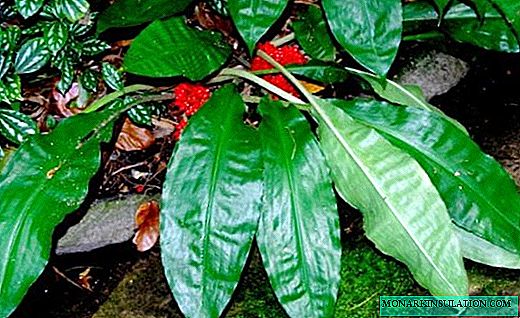 Палисота - сәндік жапырақтары бар тропикалық қонақ