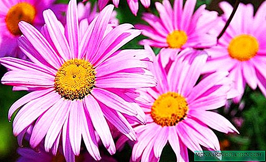 Pyrethrum - daisies zenye rangi nyingi