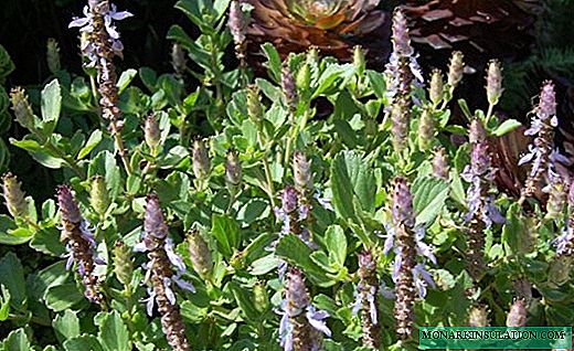 Plectranthus - awọn abereyo sisanra ti Mint