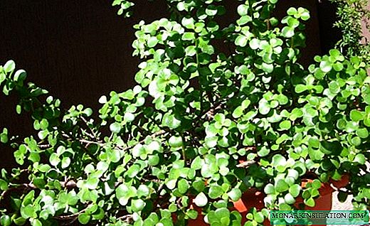Portulacaria - Tiny Bonsai သစ်ပင်များ