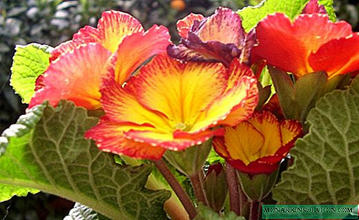 Primula auricula - Primrose splendida coloribus