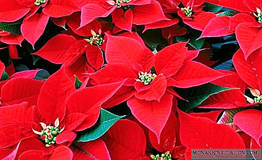 Poinsettia - Blooming Christmas Stars