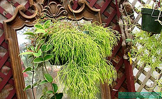 Ripsalis - mjúkur tré kaktus