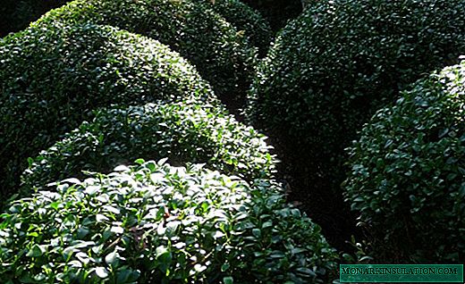 Boxwood - isang bush na may isang siksik na korona na evergreen