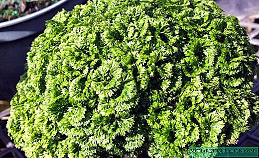 Selaginella - karipetra marefo amin'ny ravina misokatra