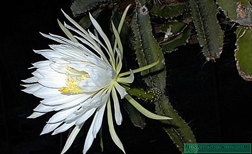 Selenicereus - զարմանալի ծաղիկներ երկար թարթիչների վրա