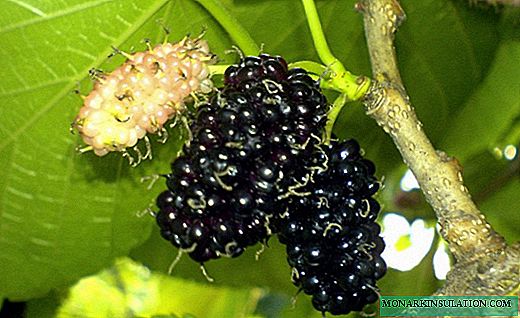 Šljiva - ukusno voće na šarmantnom drvetu