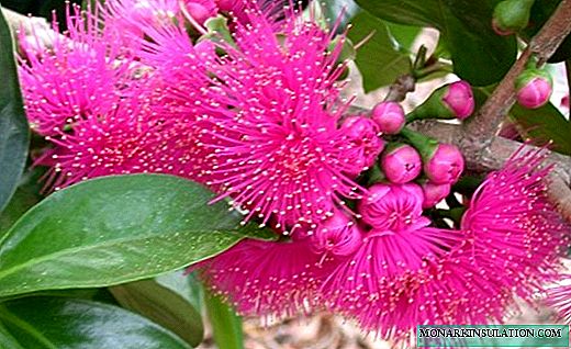 Syzygium - tropicae fructus signum portantes,