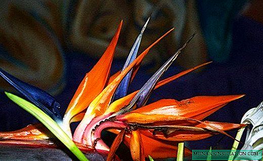 Strelitzia - nevjerojatna vatrena ptica u loncu