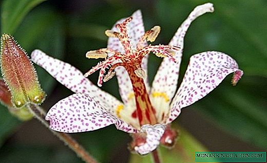 Tritsirtis - градина орхидеја