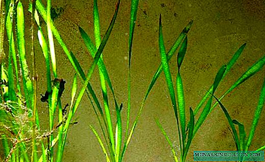 Vallisneria - Панделкаҳои зумуррад дар аквариум