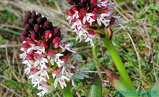 Orchis - orchid ẹwa igbo