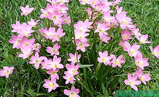 Zephyranthes - Lule mbresëlënëse në vazo